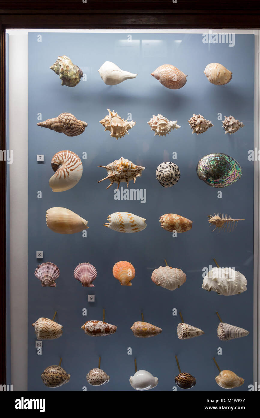 Selection Of Sea Shells #1 by Science Photo Library