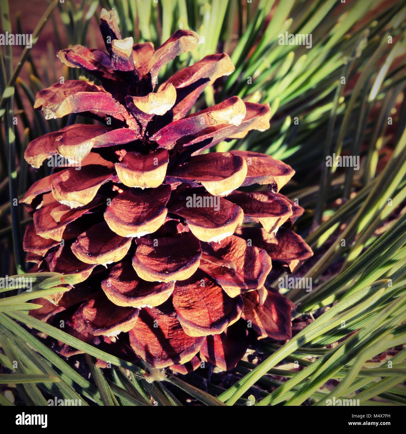dry pine cone with green pine needles with vintage effect Stock Photo