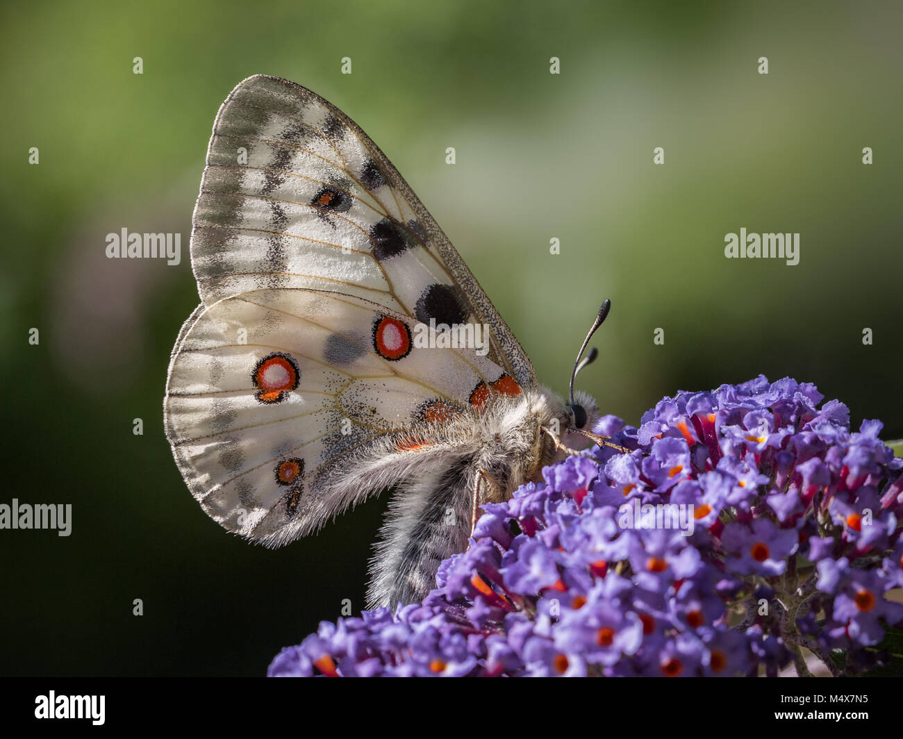 Apollo butterfly nectaring on Buddleia Stock Photo