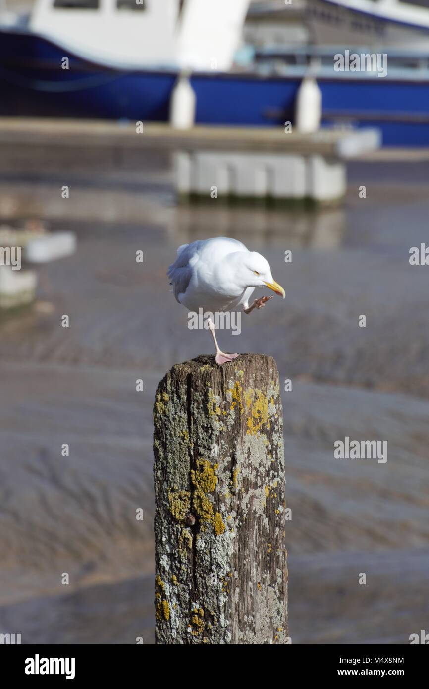 Itchy seagull hires stock photography and images Alamy