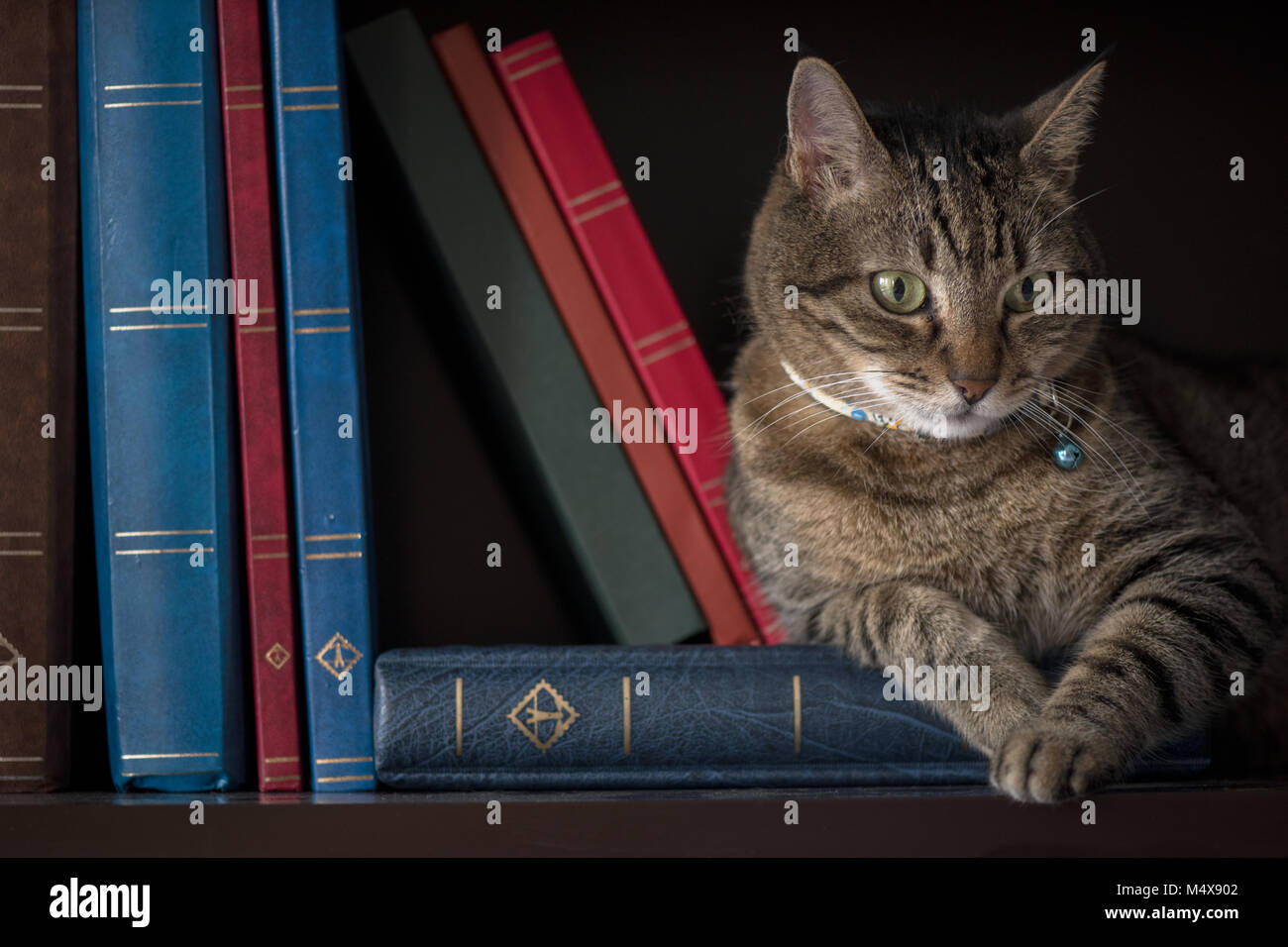 Tabby cat sitting on bookshelf Stock Photo
