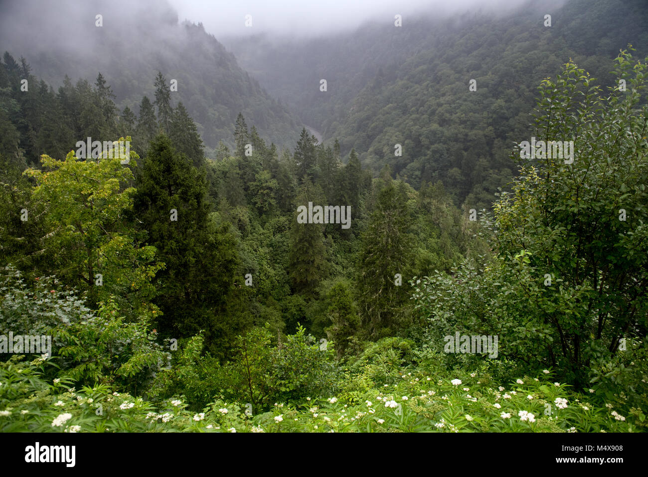 A misty mountain landscape with dense, lush green forest covered by a ...