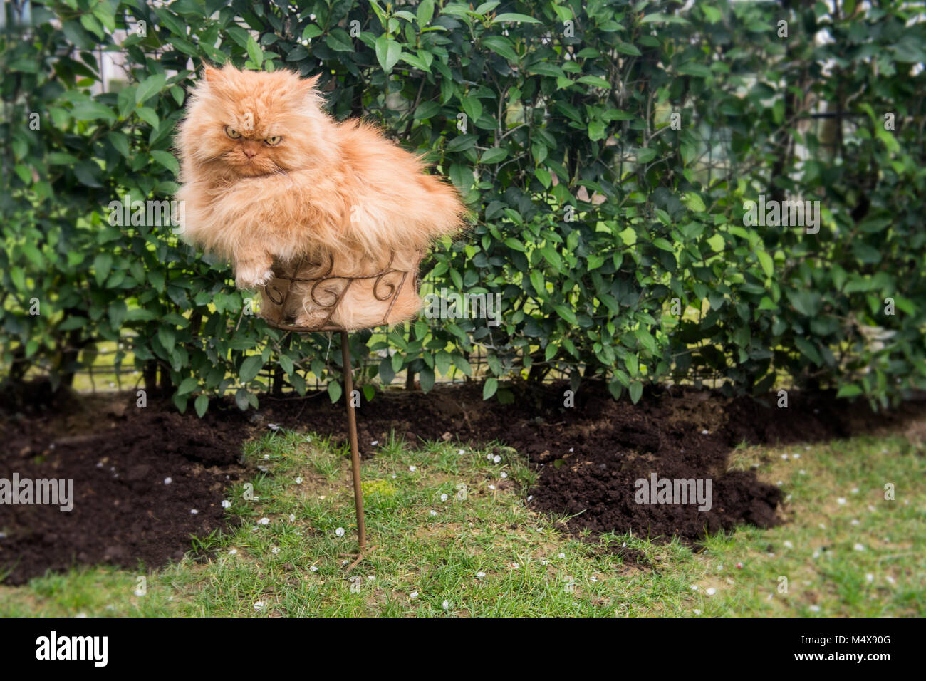 Orange Persian cat sitting in flower pot Stock Photo