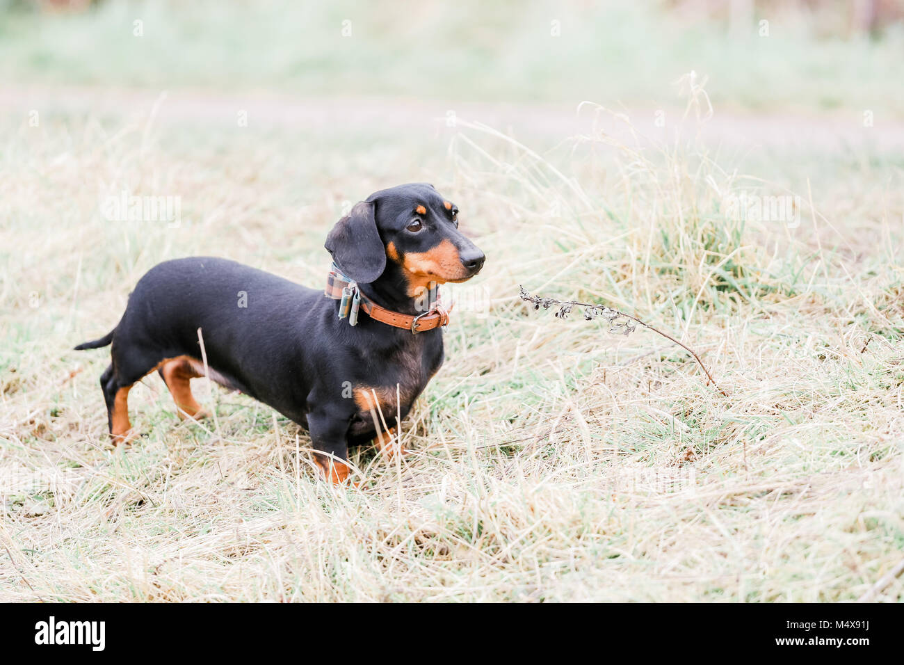 Miniature Dachshund on a dog walk in the countryside, Oxfordshire, UK