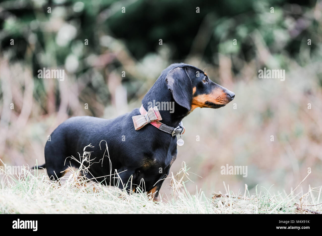 Miniature Dachshund on a dog walk in the countryside, Oxfordshire, UK Stock Photo