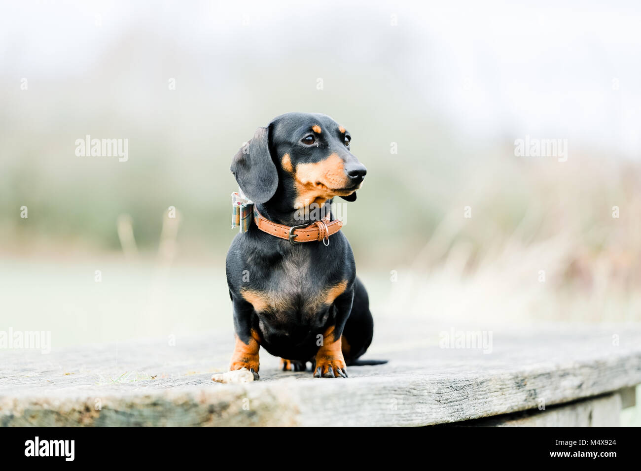 How Far Can Sausage Dogs Walk
