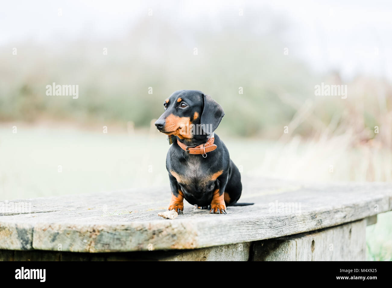 Miniature Dachshund on a dog walk in the countryside, Oxfordshire, UK