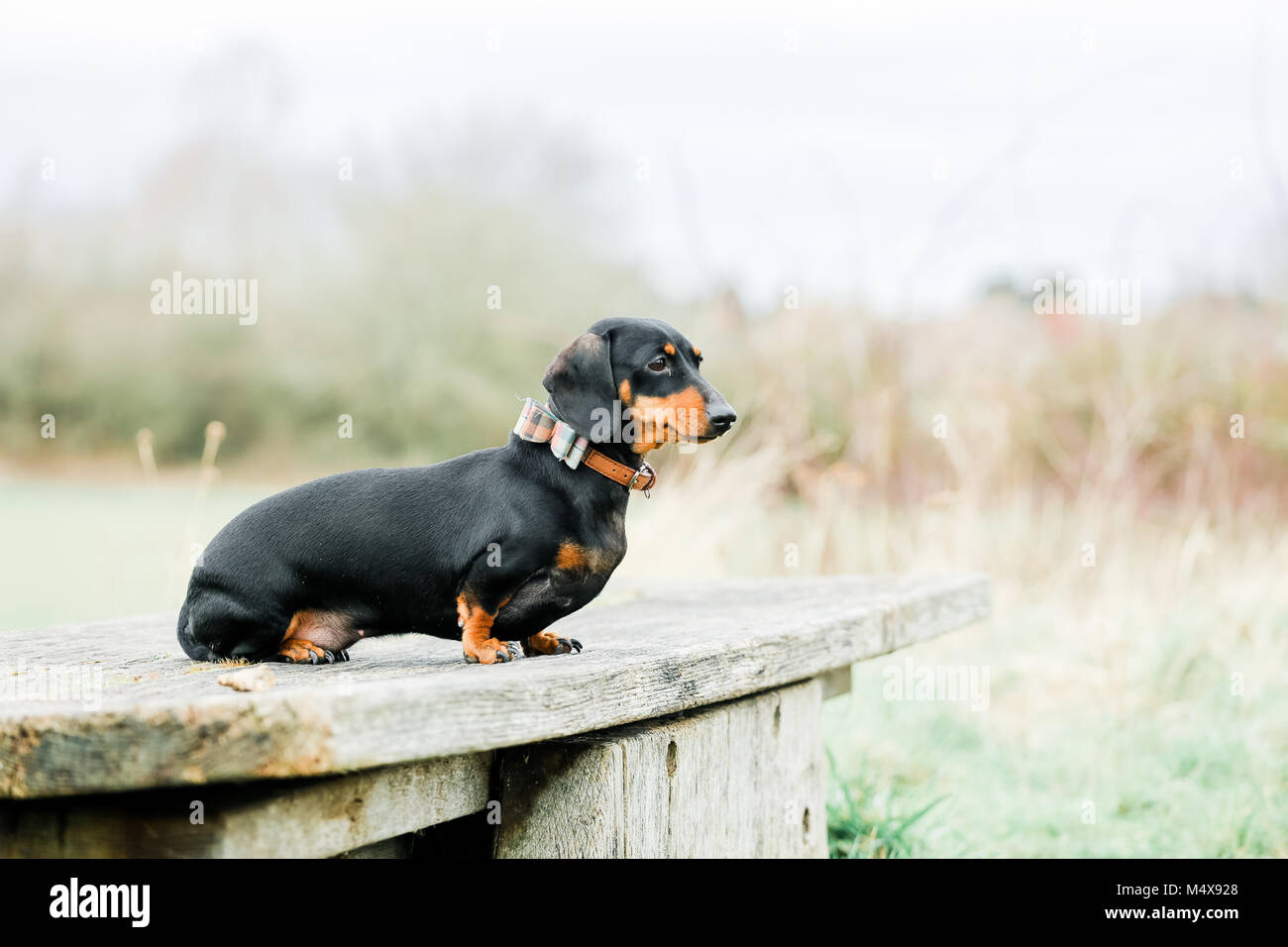 Miniature Dachshund on a dog walk in the countryside, Oxfordshire, UK Stock Photo
