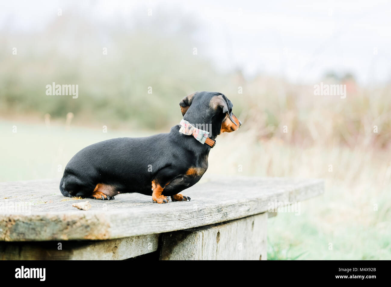 Miniature Dachshund on a dog walk in the countryside, Oxfordshire, UK