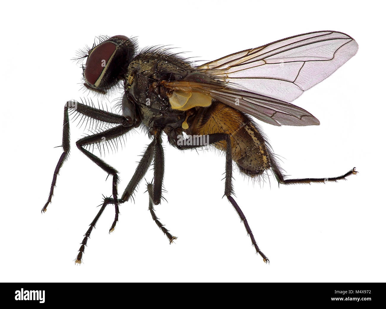 High detailed close up  of a house fly (Musca  domestica) Stock Photo