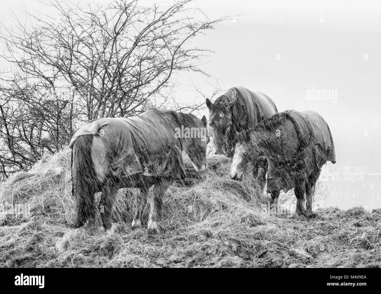 Three ponies feeding on hay in a muddy field whilst a snow storm blows Stock Photo