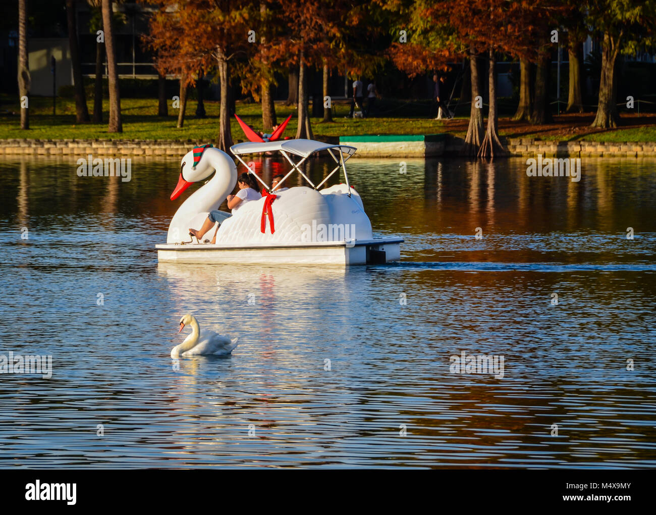 Lake Eola Park, Orlando, Florida. White Swan boat ride adorned for the holidays with red ribbons. Stock Photo