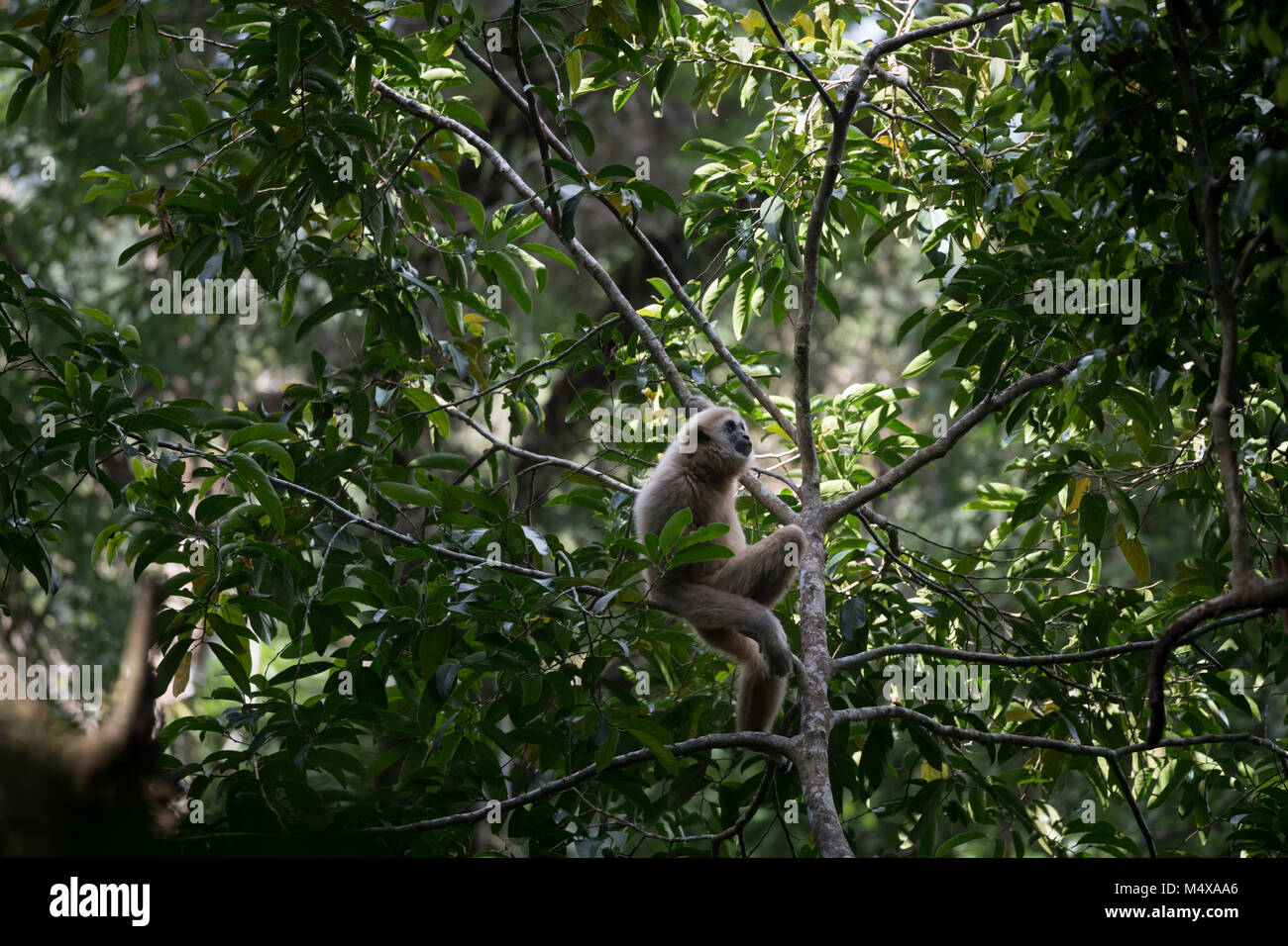 The lar gibbon (Hylobates lar), also known as the white-handed gibbon, is an endangered primate in the gibbon family, Hylobatidae. Stock Photo