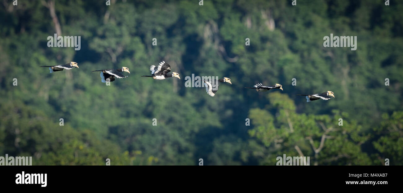The oriental pied hornbill (Anthracoceros albirostris) is an Indo-Malayan pied hornbill belonging to the Bucerotidae family. Flight sequence shown. Stock Photo