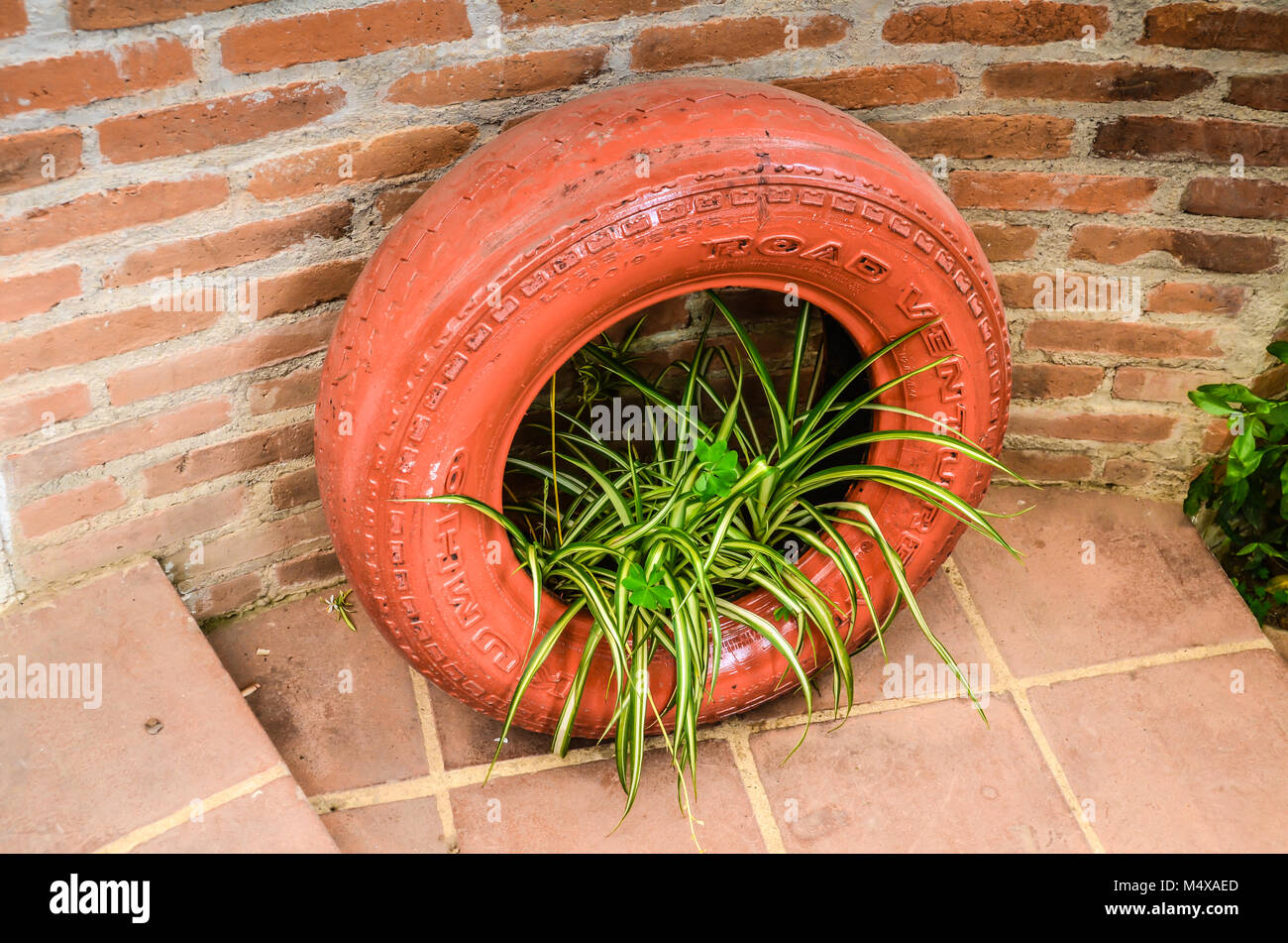 Tire recycled into garden, painted orange with spider plant. Set against red brick wall and terra cotta tile floor. Stock Photo