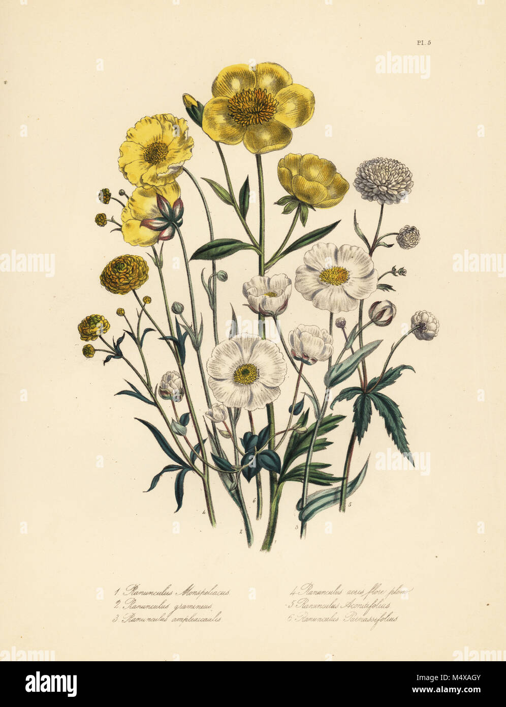 Montpelier crowfoot, Ranunculus monspeliacus, grass-leaved crowfoot, R. gramineus, stem-clasping crowfoot, R. amplexicaulis, acrid crowfoot, R. acris flore pleno, palmate-leaved crowfoot, R. aconitifolius, and parnassia-leaved crowfoot, R. parnassifolius. Handfinished chromolithograph by Henry Noel Humphreys after an illustration by Jane Loudon from Mrs. Jane Loudon's Ladies Flower Garden of Ornamental Perennials, William S. Orr, London, 1849. Stock Photo