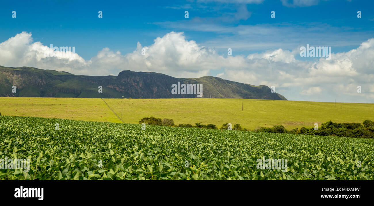 soybean plantation road montain brazil Stock Photo - Alamy