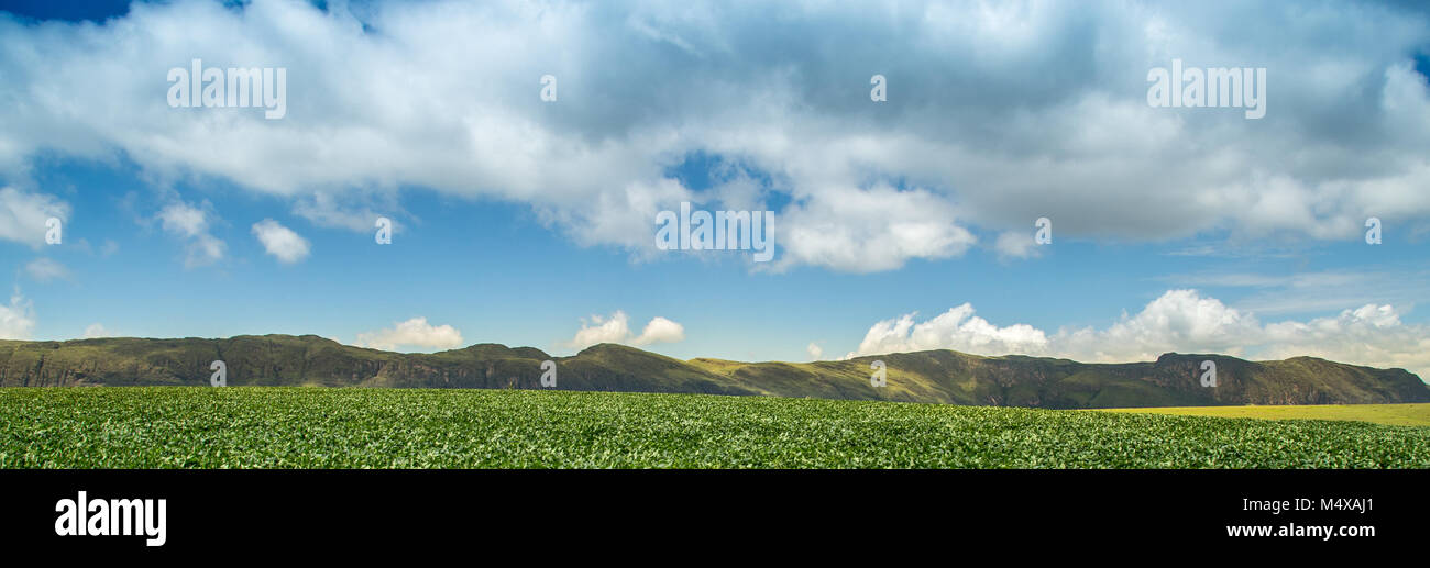 soybean plantation road montain brazil Stock Photo - Alamy