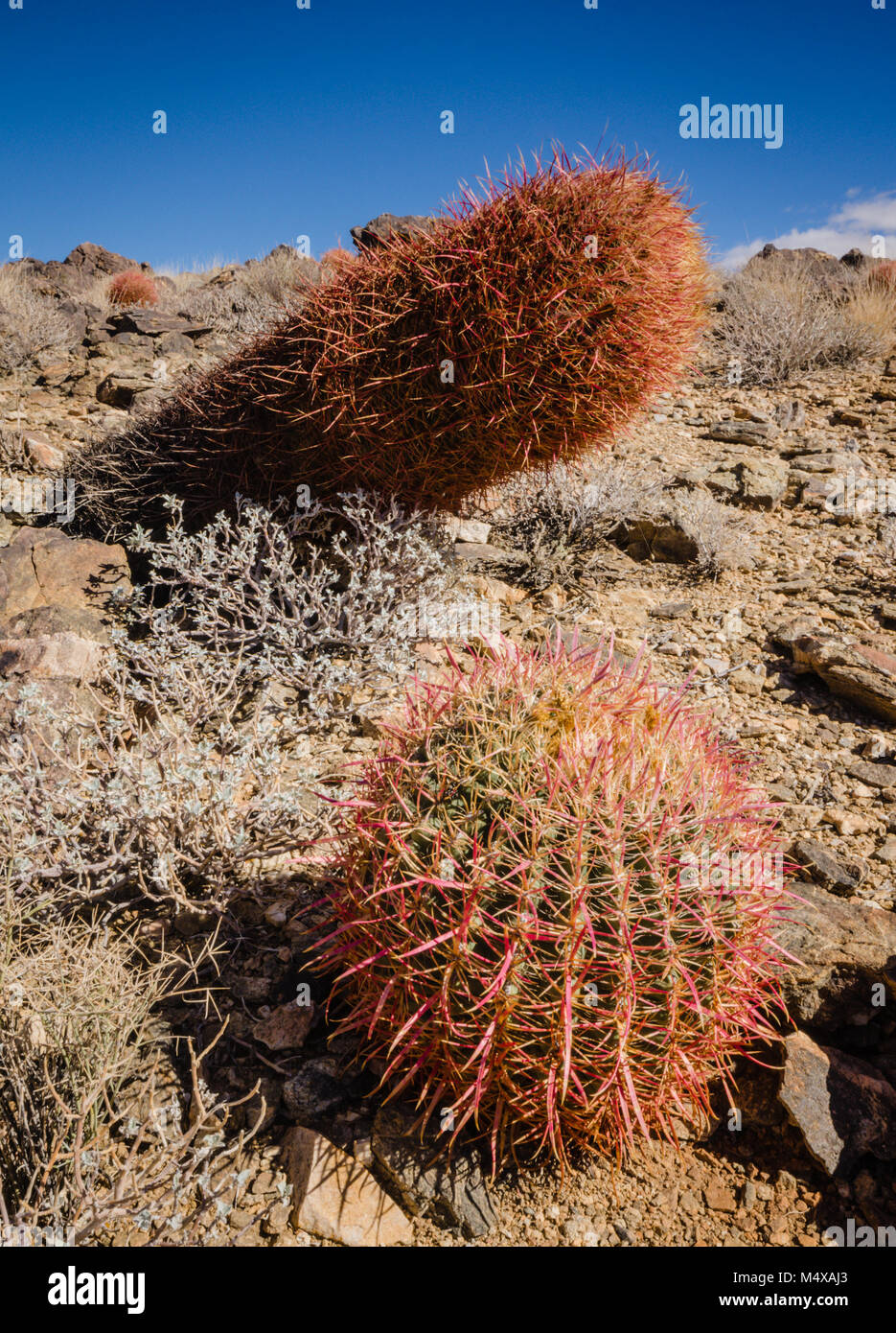 Ferocactus cylindraceus is a species of barrel cactus which is known by several common names, including California barrel cactus. Stock Photo