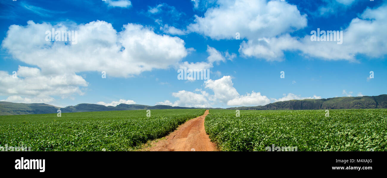 soybean plantation road montain brazil Stock Photo - Alamy