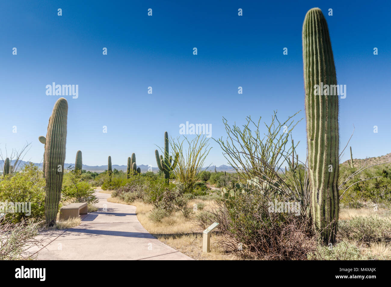 Nature trail exhibiting saguaro cactuses and other plants of the Sonoran Desert at the Red Hills Visitor Center in the Saguaro National Park. Stock Photo