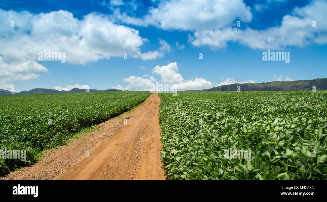 soybean plantation road montain brazil Stock Photo - Alamy