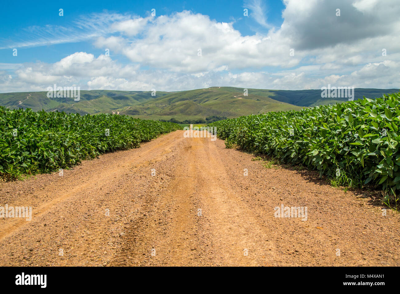 Soybean plantation road montain hi-res stock photography and images - Alamy