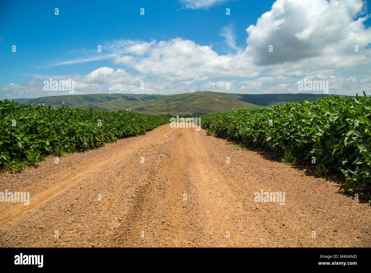 Soybean brazil not soybeans hi-res stock photography and images - Alamy