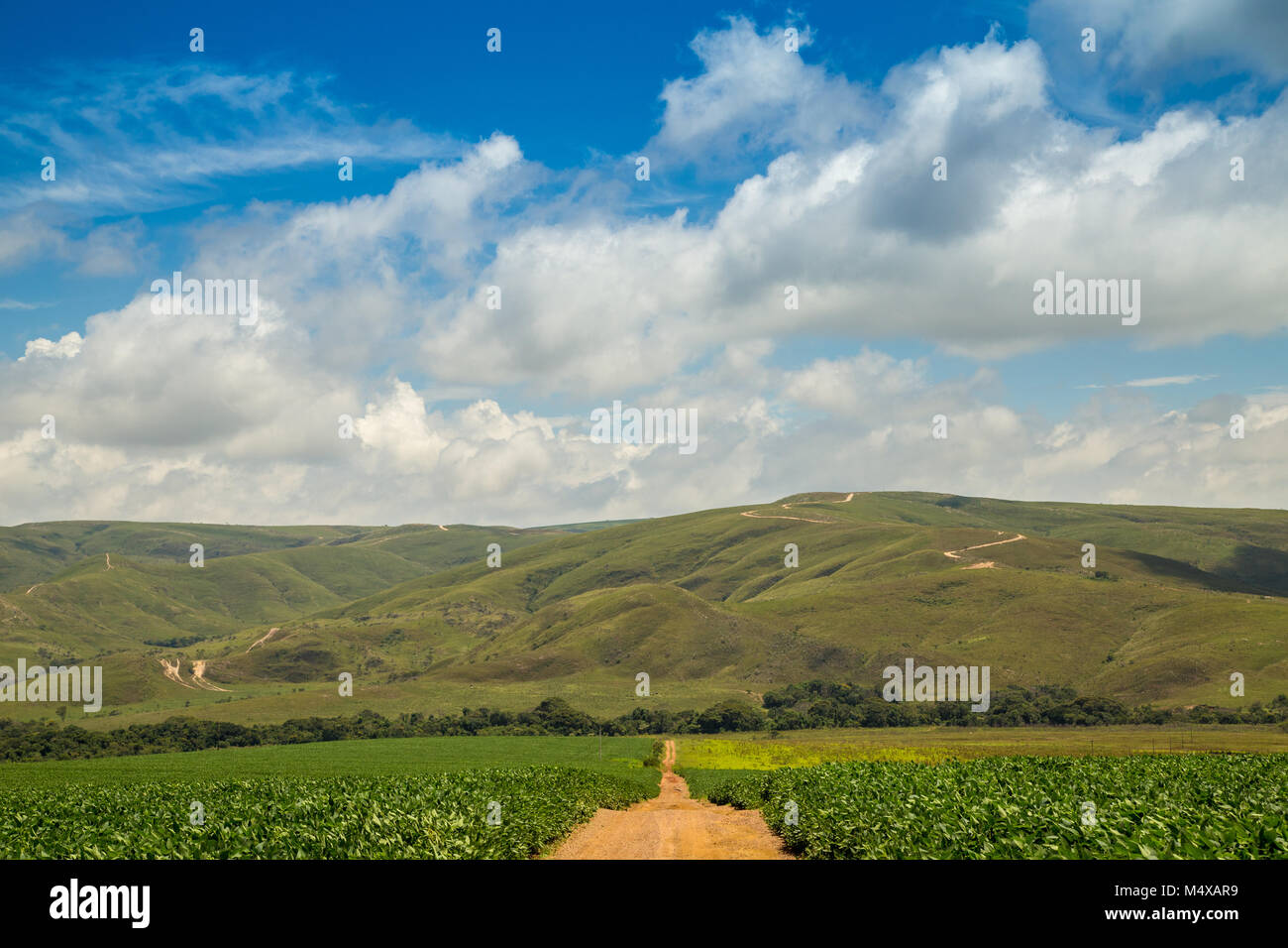 Soybean brazil hi-res stock photography and images - Alamy