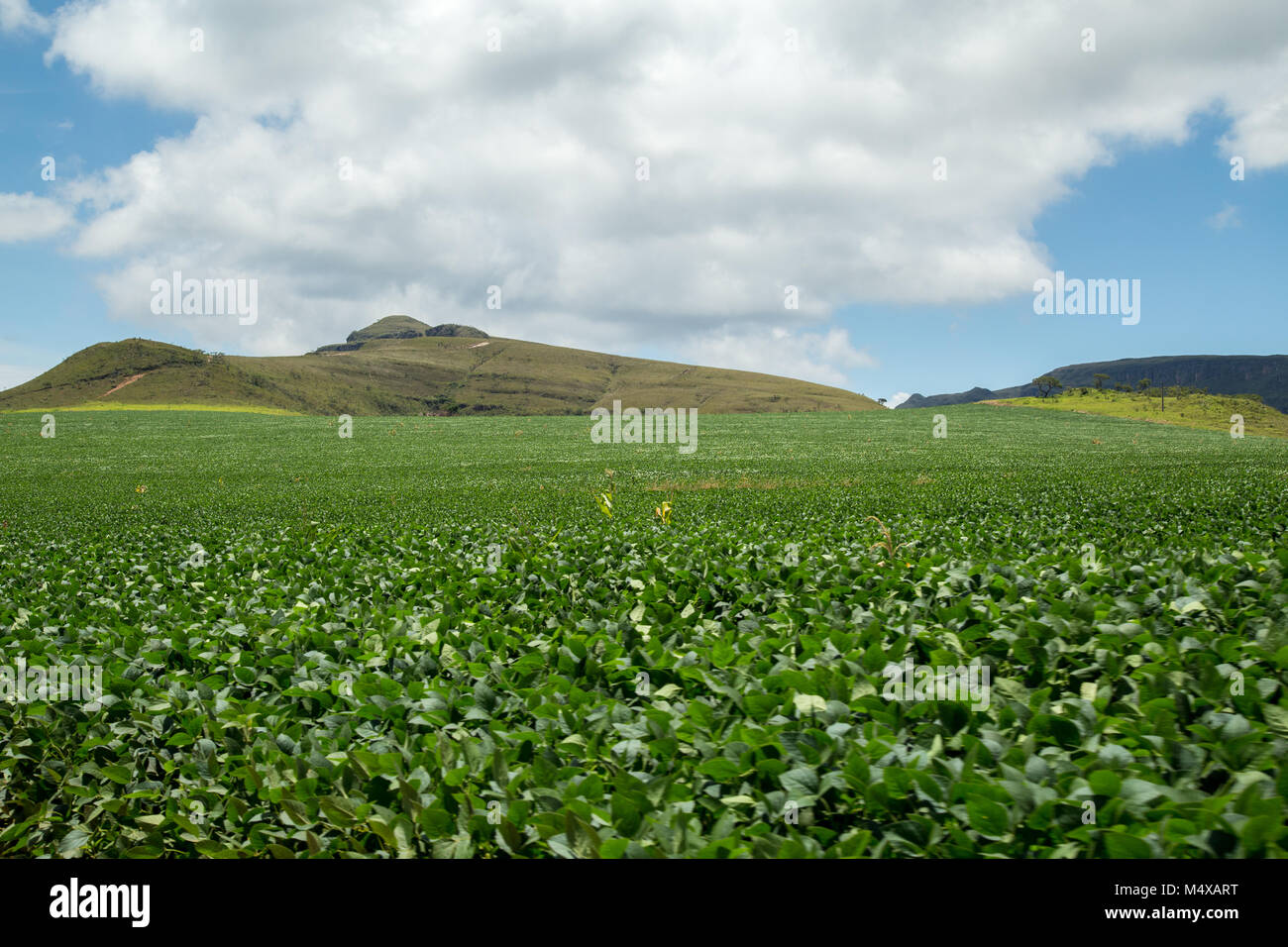 soybean plantation road montain brazil Stock Photo - Alamy