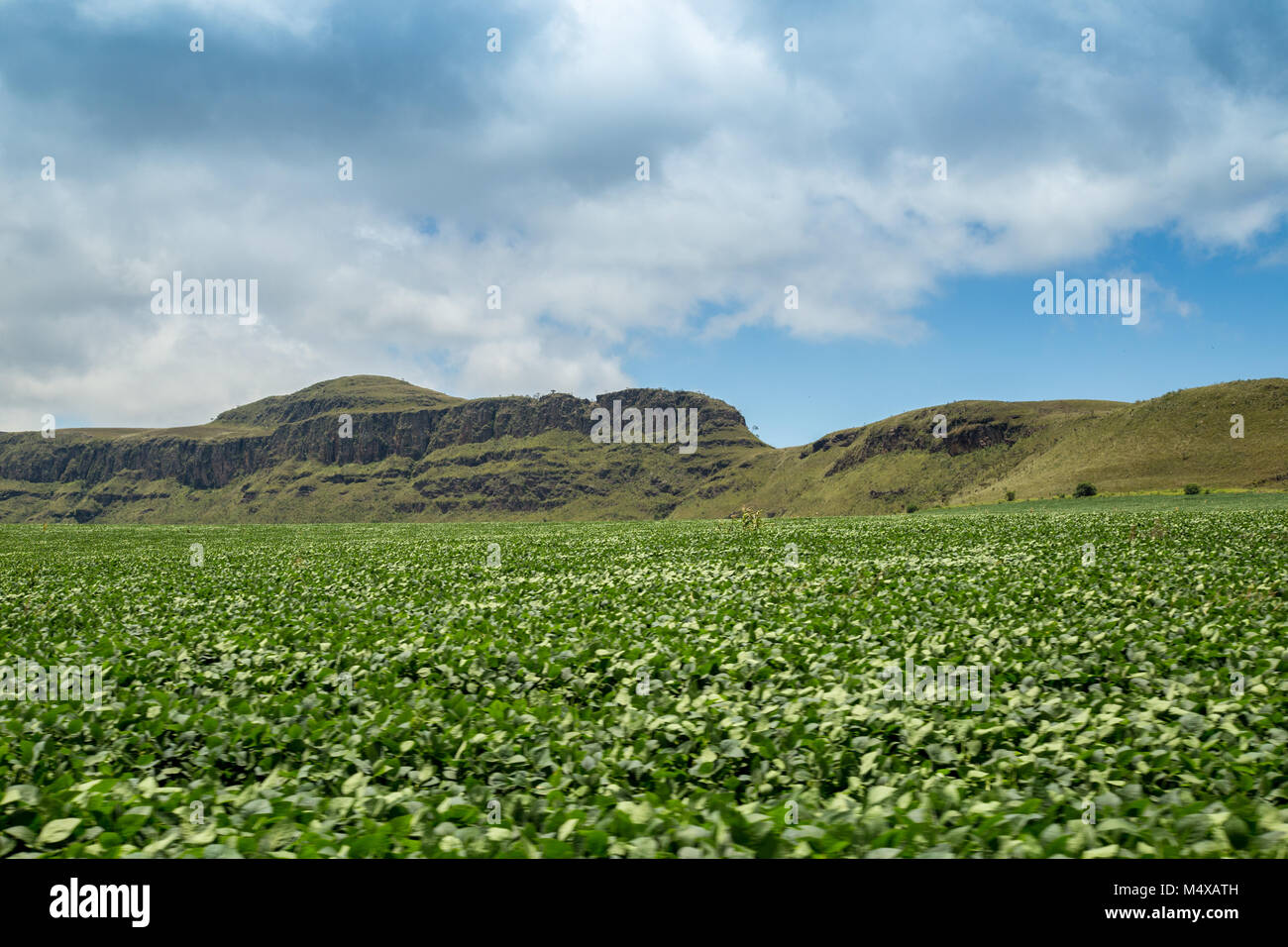 soybean plantation road montain brazil Stock Photo - Alamy