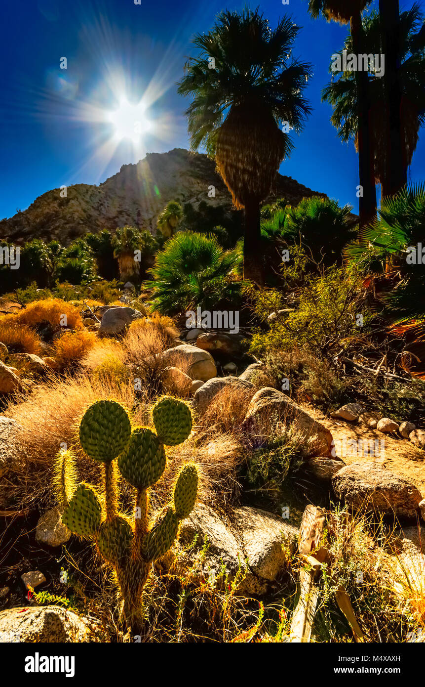 Sun rays in vivid blue sky backlight cactus and bearded palm trees on