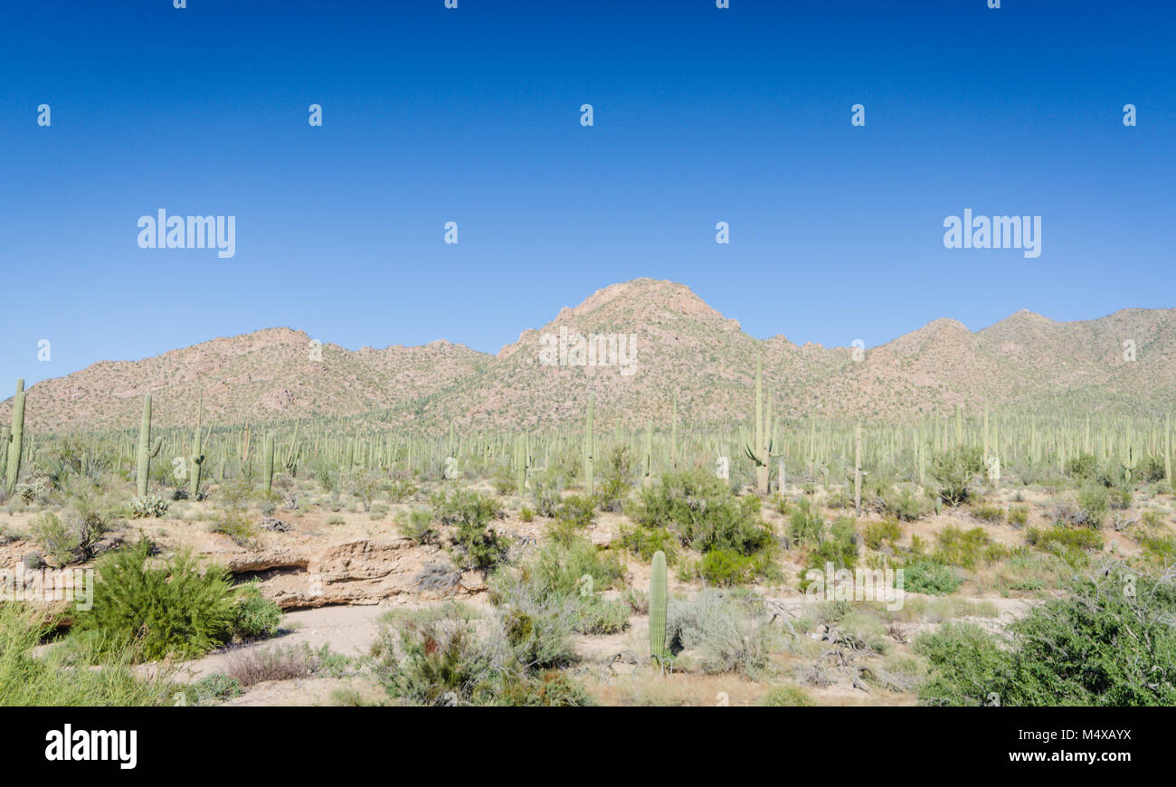Saguaro cactus in landscape surrounding visitor center at Saguaro National Park. Stock Photo