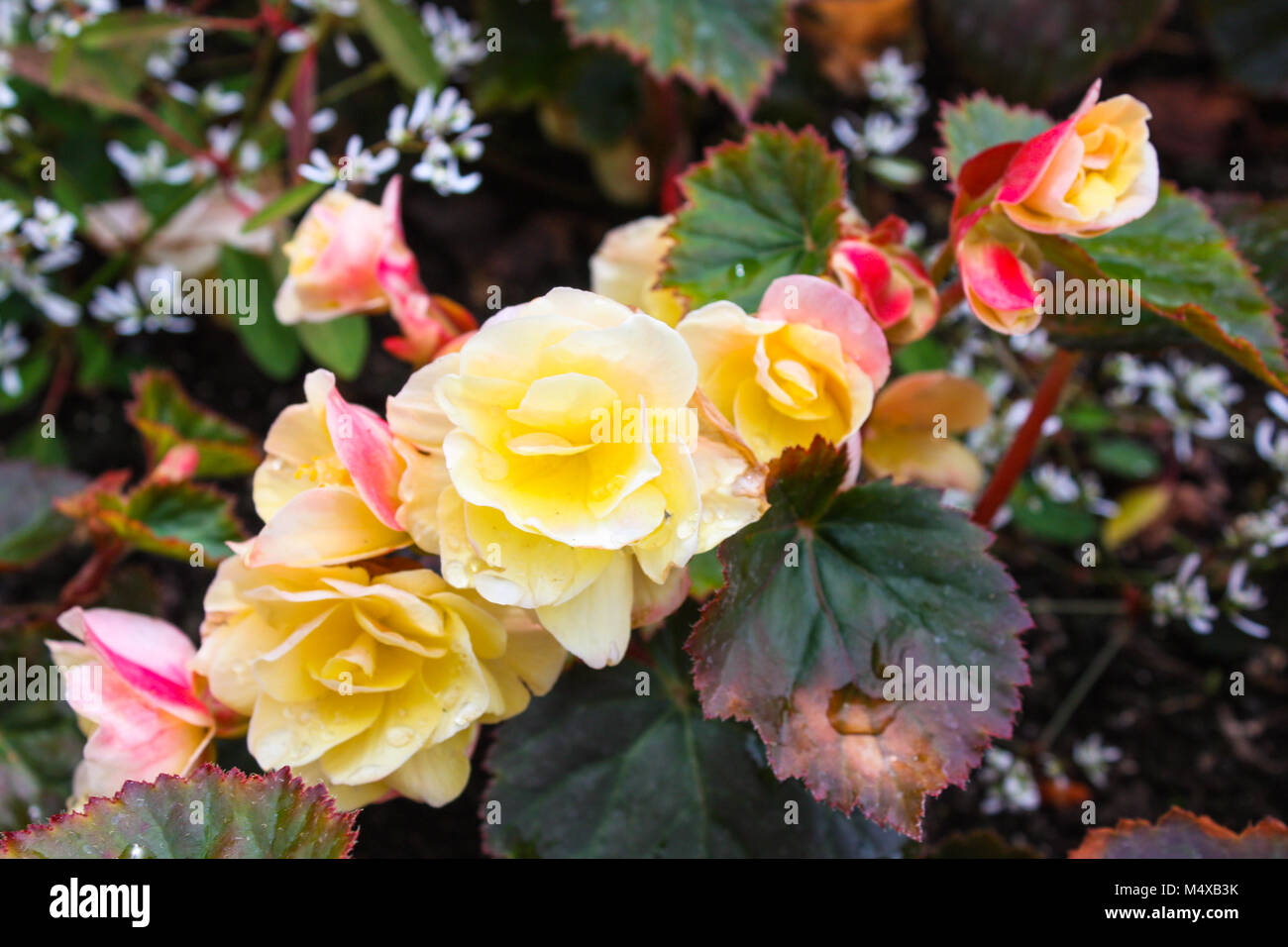Soft yellow and pink begonia blooms in springtime garden. Stock Photo