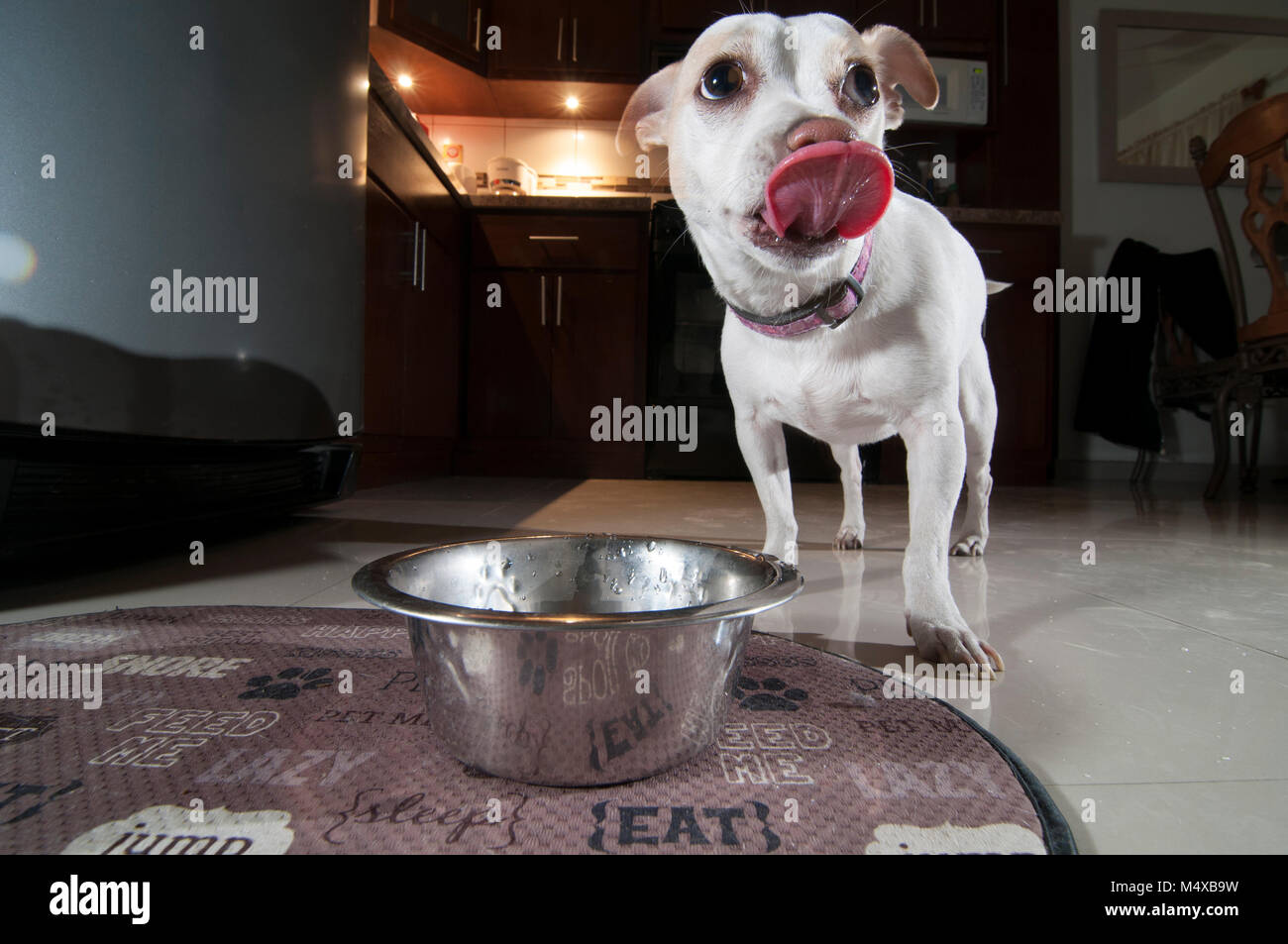 Funny dog showing its tongue after drinking water inside home in the