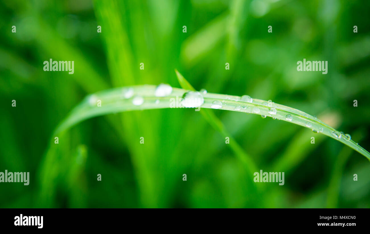 water drops on long blade of grass Stock Photo Alamy