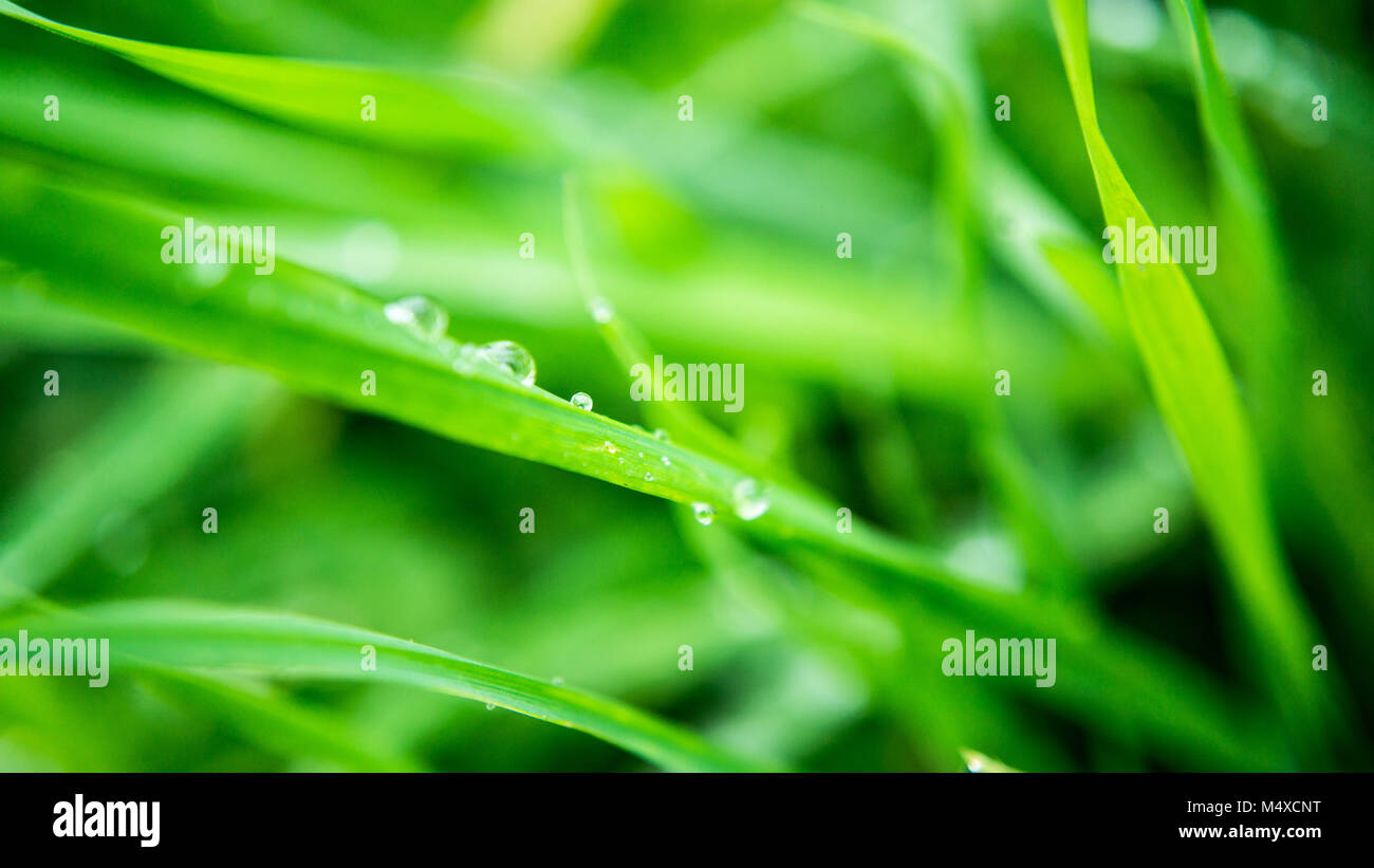 water drops on long blade of grass Stock Photo