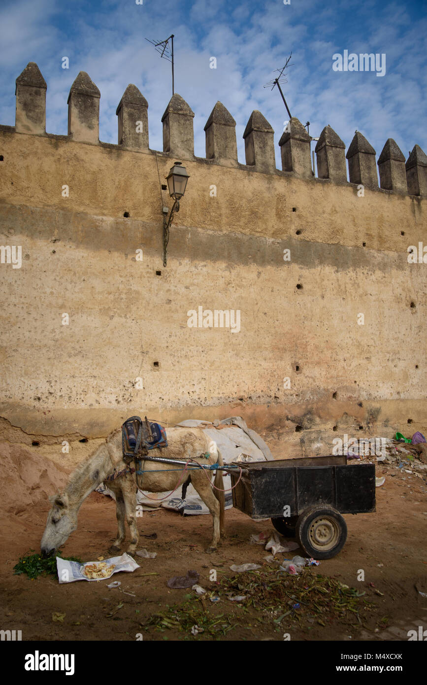 Donkey in Fez, Morocco. Stock Photo