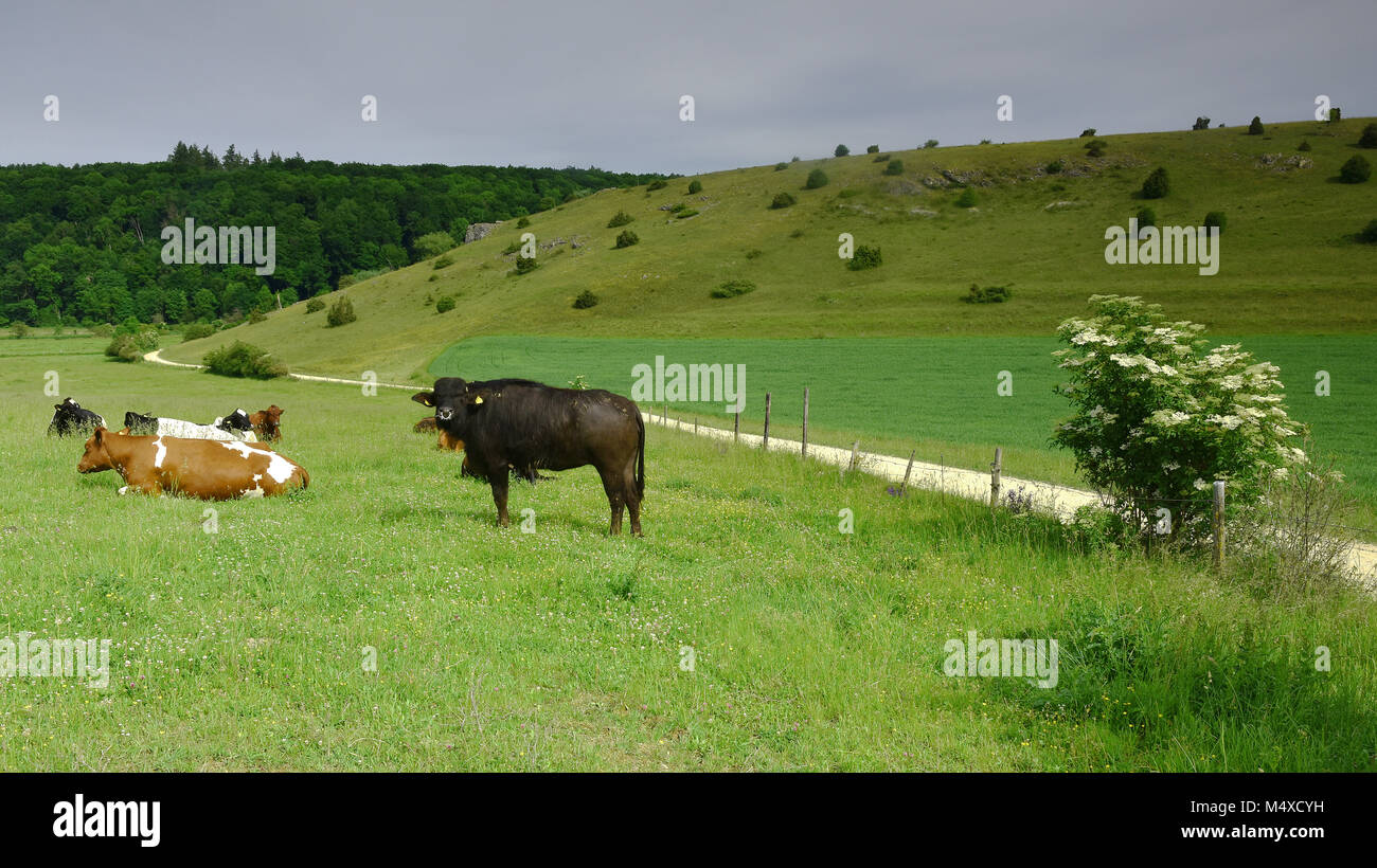 steer; cow; pasture; swabian alb; Germany; Stock Photo