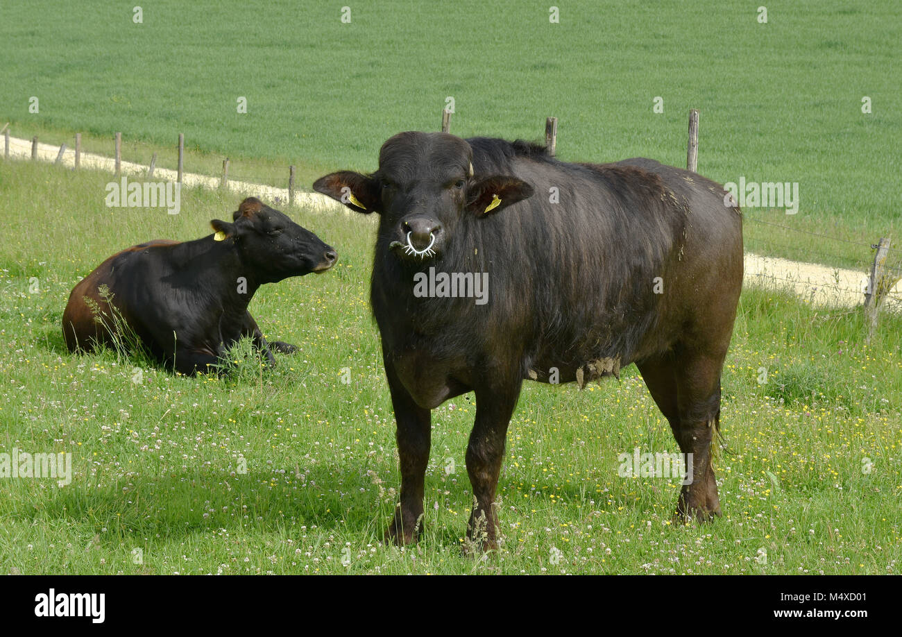steer; cow; pasture; swabian alb; Germany; Stock Photo