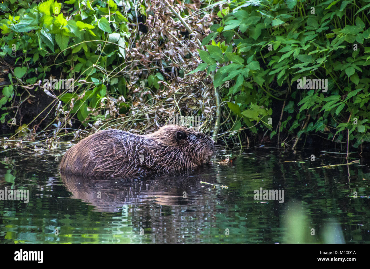Beaver in the water in the river Stock Photo Alamy