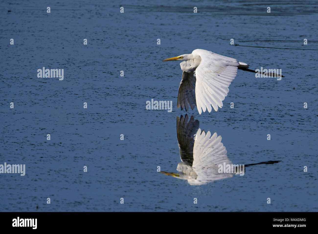 Great egret flying over a pond with reflection Stock Photo