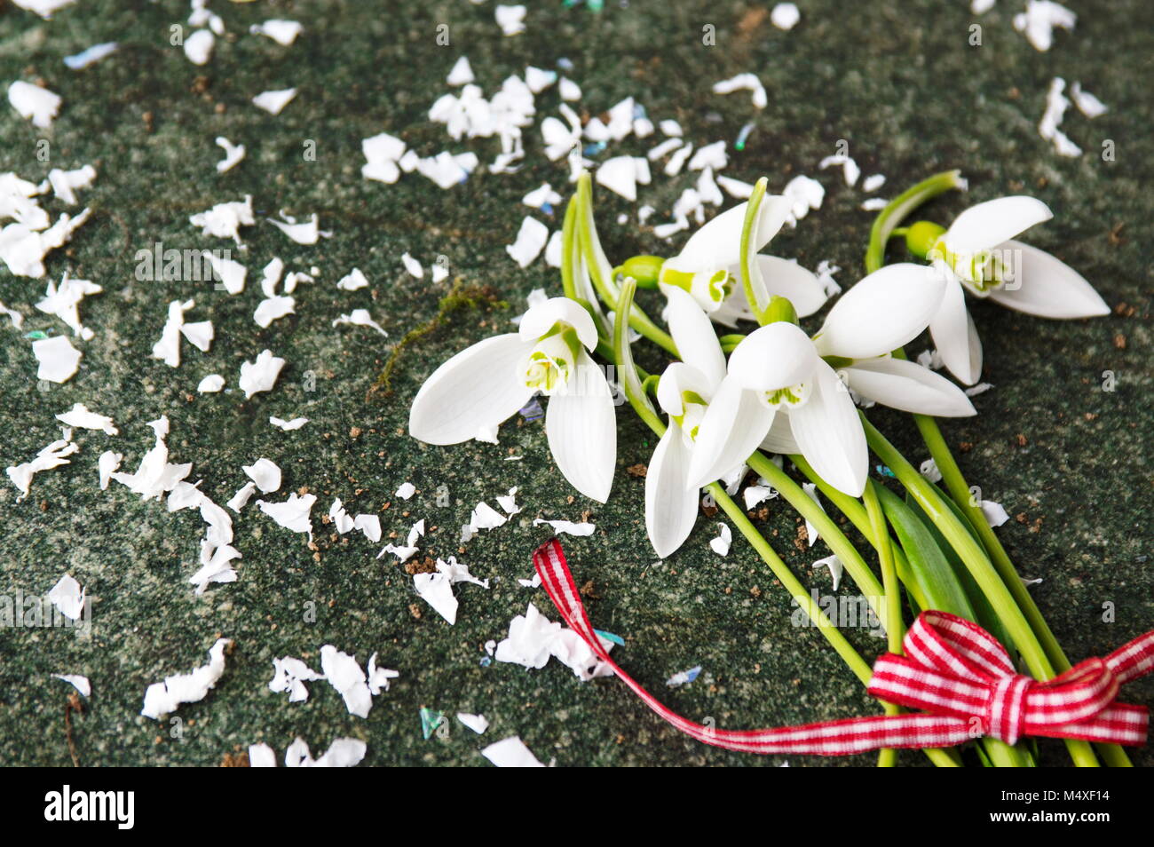 Fresh snowdrops bouquet and petals on stone background Stock Photo