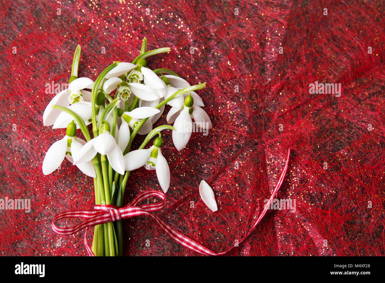 Fresh snowdrops buquet on red shiny background Stock Photo