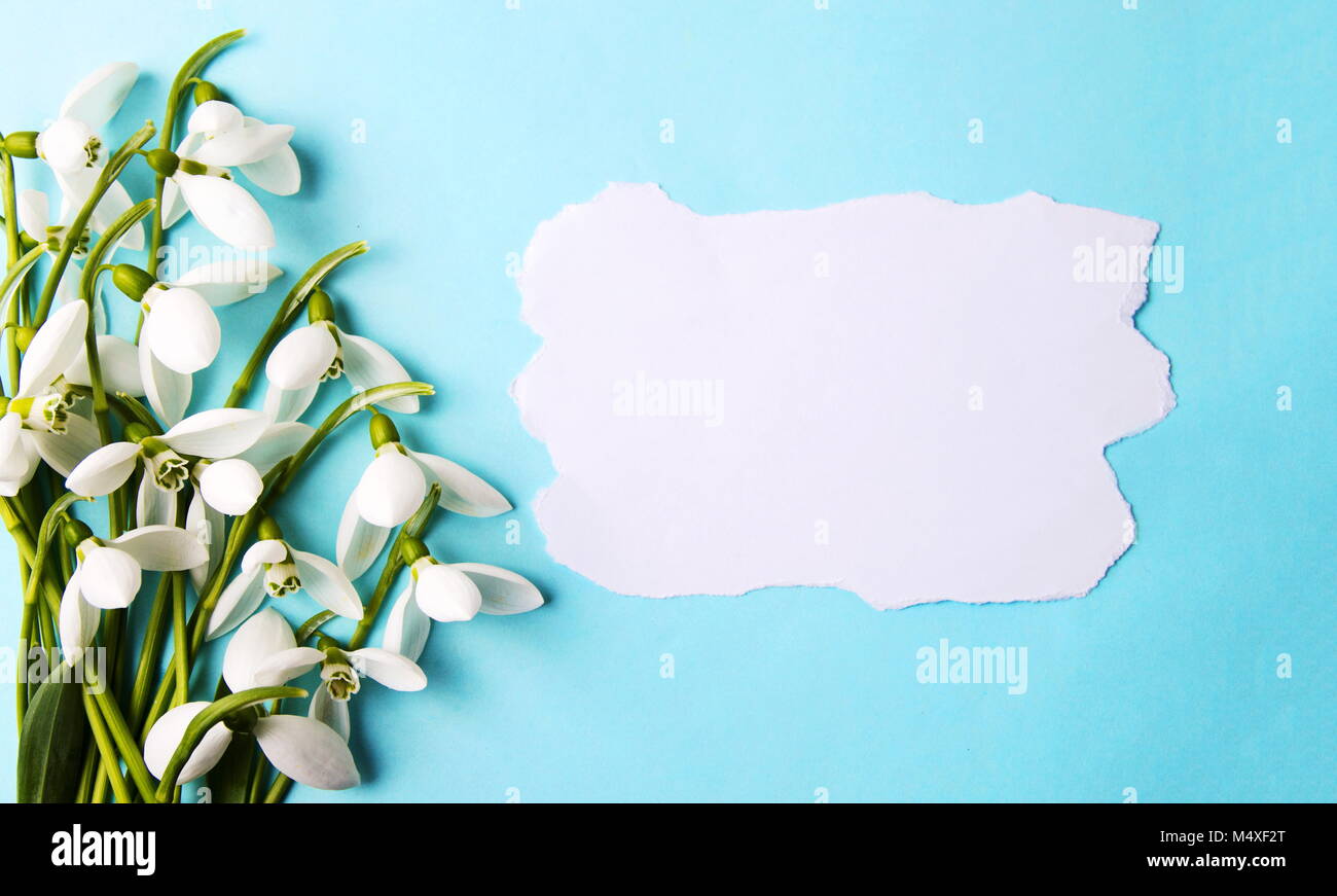 Fresh snowdrops on blue background with place for text Stock Photo