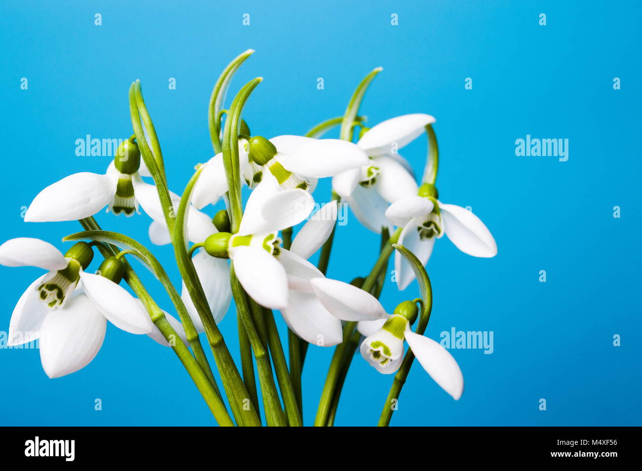 Fresh snowdrop flower on blue background. Spring announcement Stock Photo