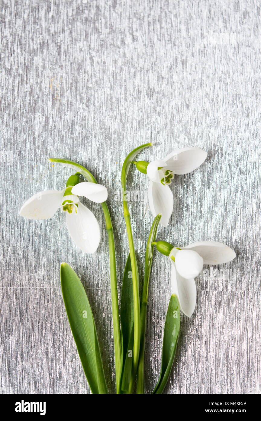 Fresh snowdrops bouquet on shiny silver background Stock Photo