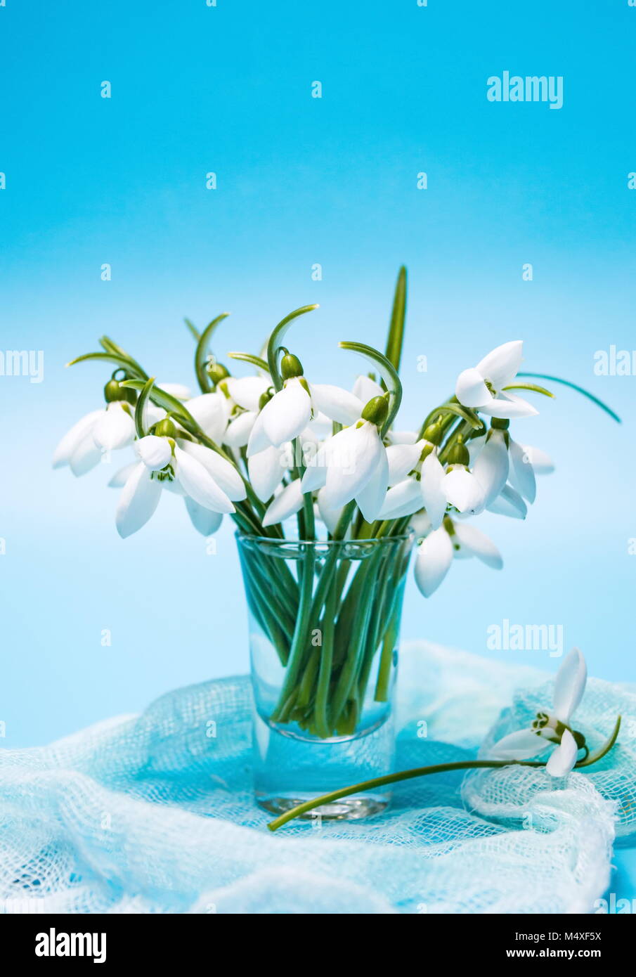 Snowdrop flowers in a vase against blue background Stock Photo