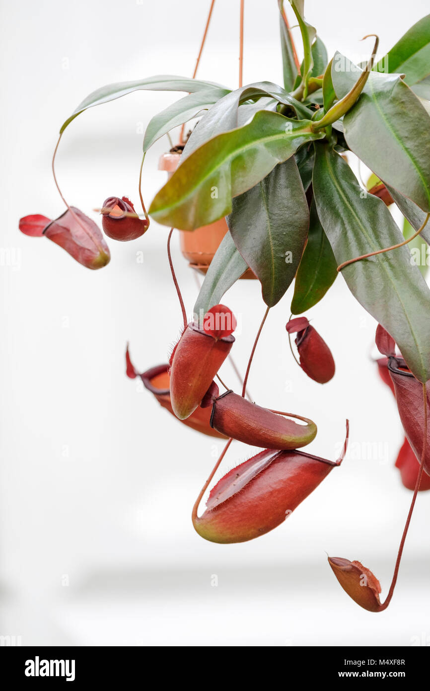 Nepenthes x ventrata Monkey Cap  Nepenthaceae Dumort Caryophyllales Stock Photo