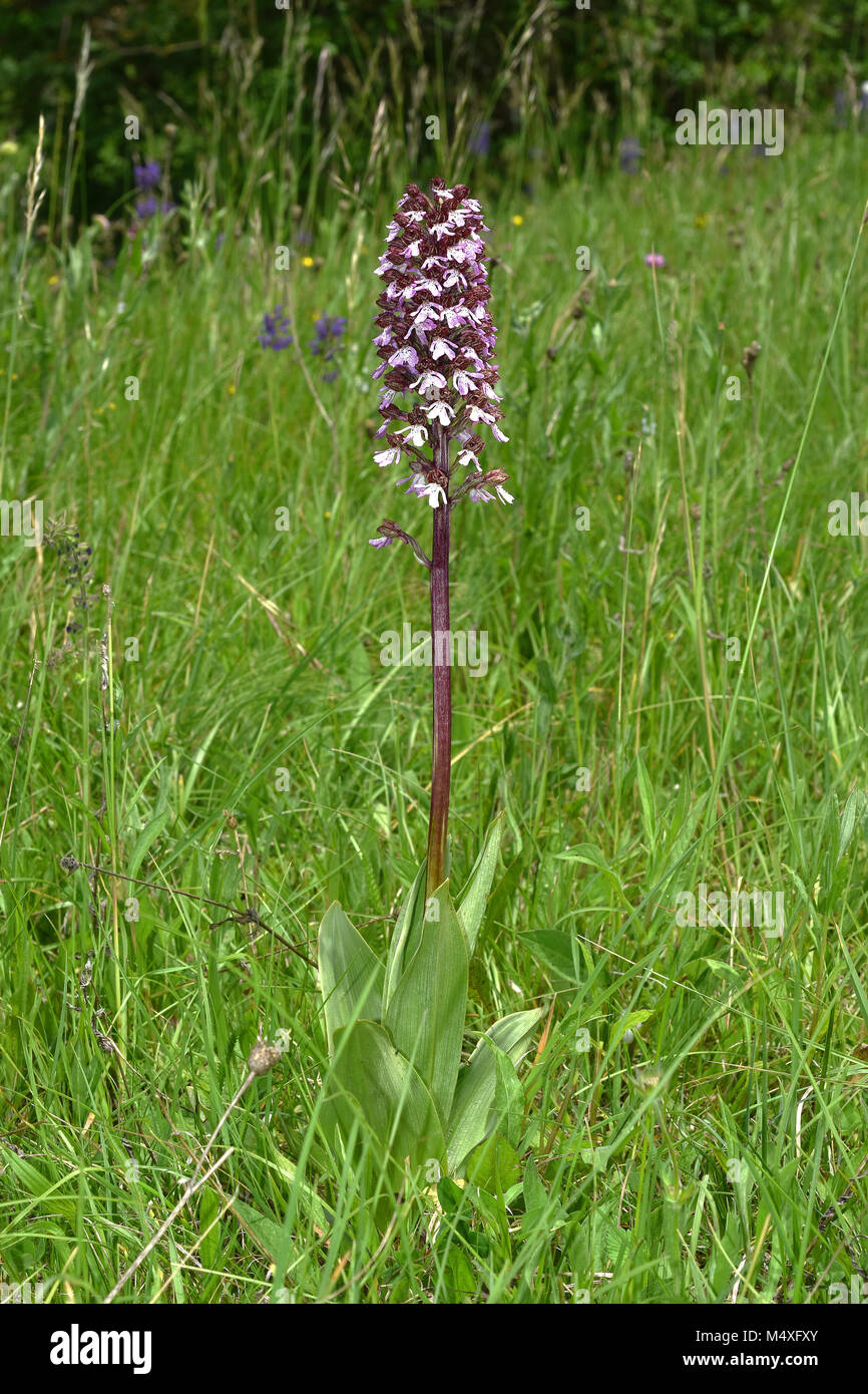 orchid; lady orchid; Stock Photo